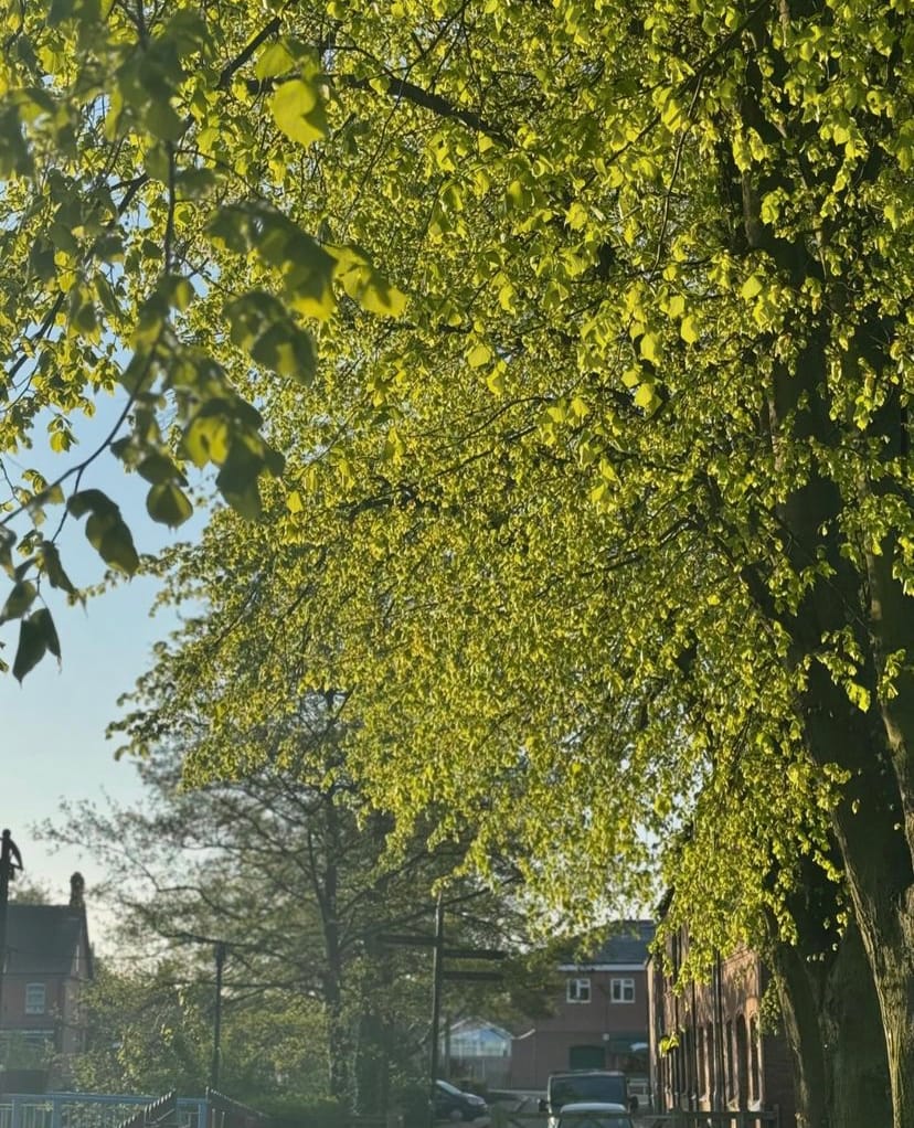 The sun is shining through a parade of trees at Victoria Park. 